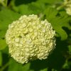 Snowball Viburnum #2 - Image 3